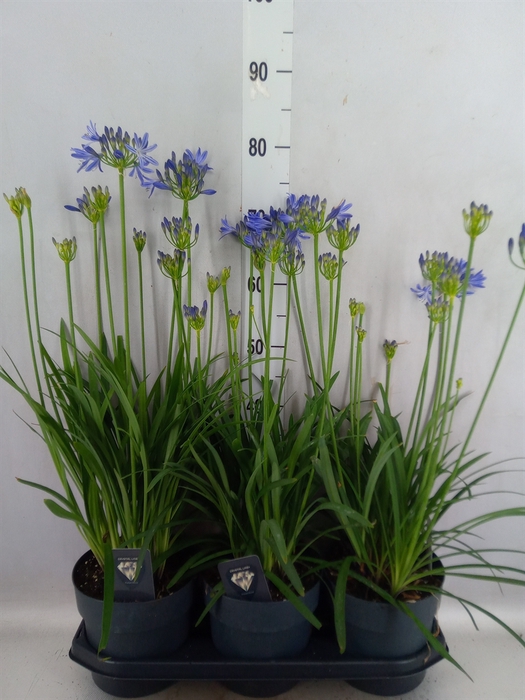 <h4>Agapanthus TR 'Donau'</h4>