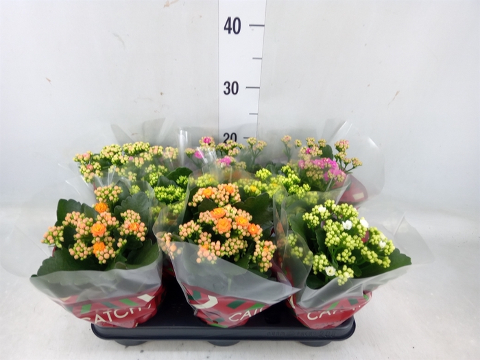 <h4>Kalanchoe blos.   ..rosebud mix  5</h4>