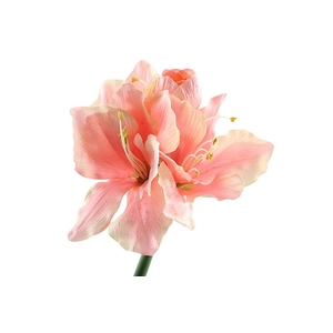 Amaryllis Pink