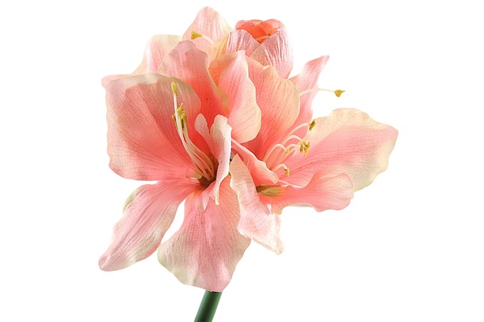 <h4>Amaryllis Pink</h4>