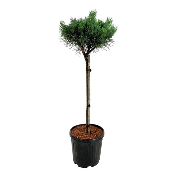 <h4>Pinus sylv. 'Nana'</h4>