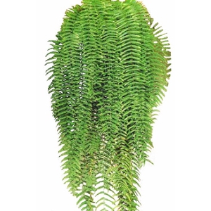 SAMAMBAIA HOLANDESA C25