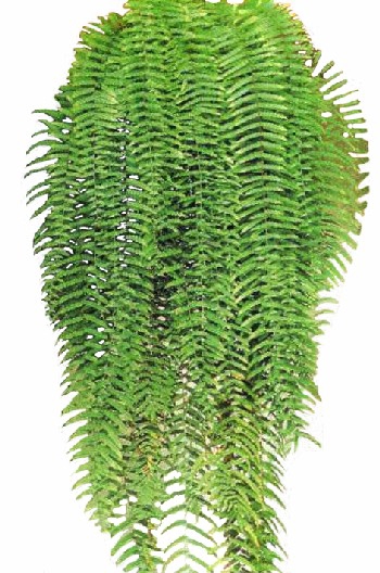 SAMAMBAIA HOLANDESA C25
