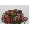 Banksia Coccinea