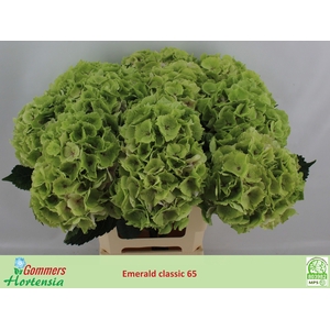 HYDR M MAG EMERAL CL
