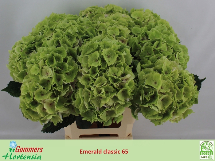 <h4>HYDR M MAG EMERAL CL</h4>