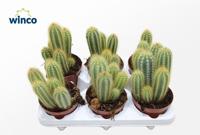 <h4>Pilosocereus Chrysotele</h4>