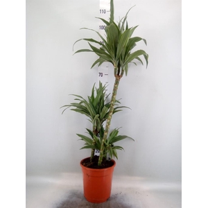 Dracaena fr de 'Warneckei'