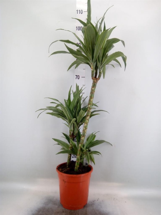 <h4>Dracaena fr de 'Warneckei'</h4>
