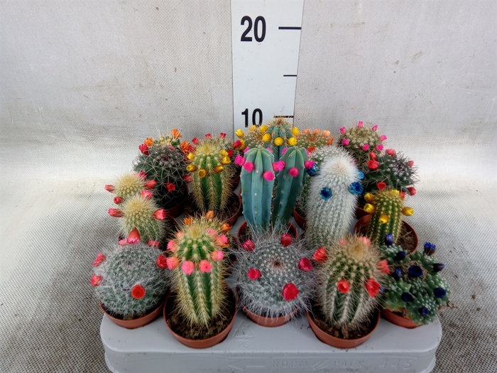 <h4>Cactus   ...decorated</h4>