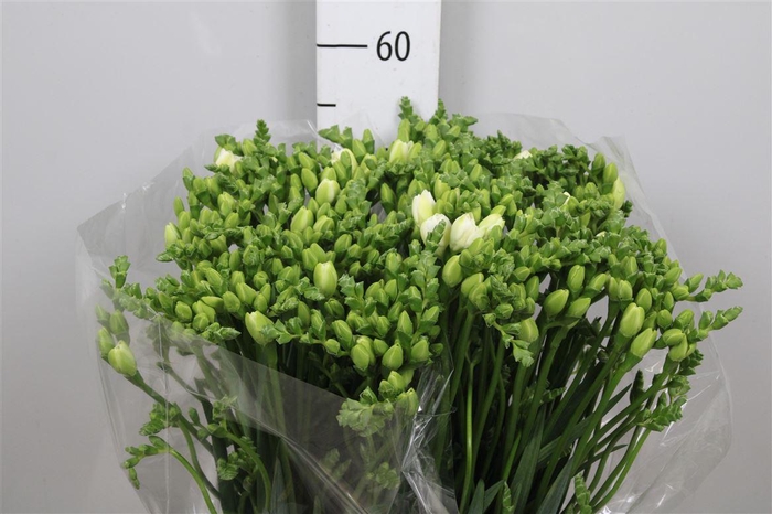 <h4>Fr Du Essence</h4>