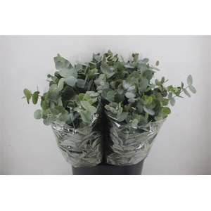 Euca Cinerea Short 150gr P Bunch