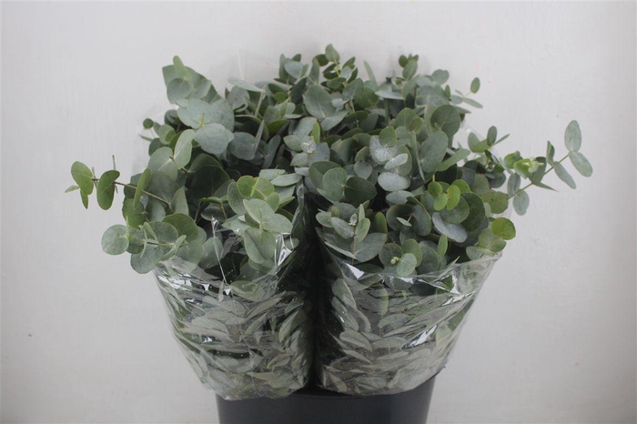 <h4>Euca Cinerea Short 150gr P Bunch</h4>