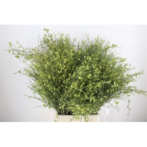 Ginster Berry Green P Bunch