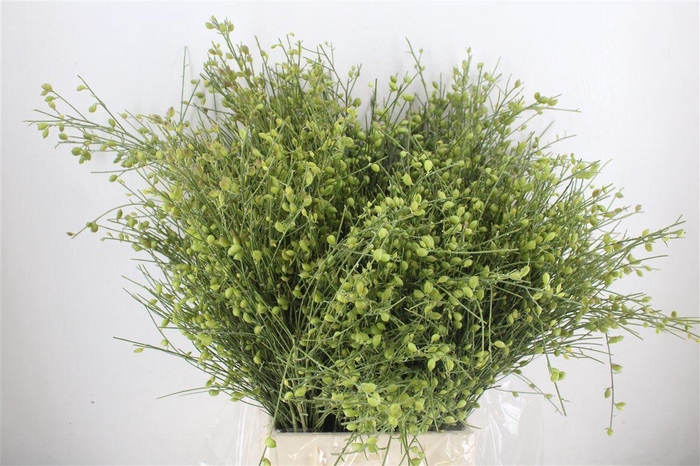 <h4>Ginster Berry Green P Bunch</h4>