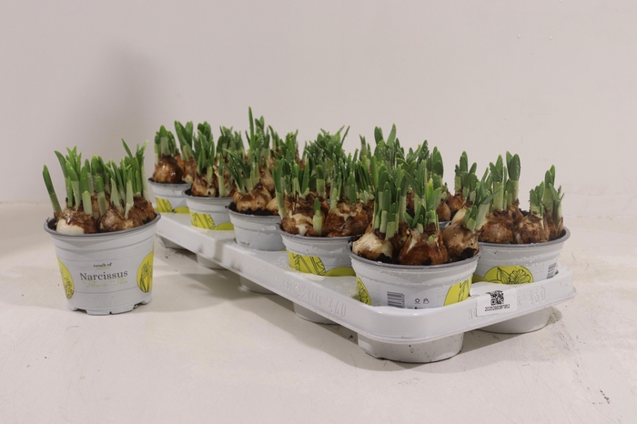 <h4>NARC O TETE A TETE</h4>