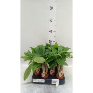 Pachira aquatica