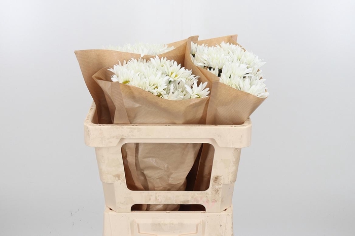 <h4>Leuc S Harmony</h4>