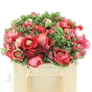 Anem Co Fstar Gl Red Super