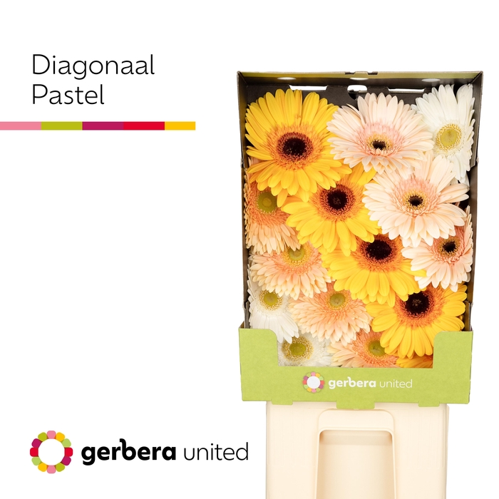 <h4>Gerbera Mix Pastel Diamond</h4>