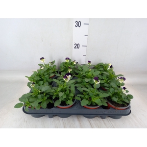 Viola corn. 'Evo Mini White Purple'