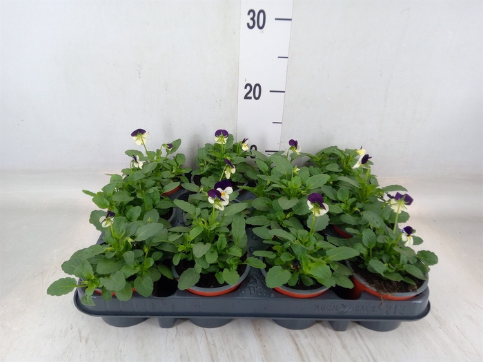 <h4>Viola corn. 'Evo Mini White Purple'</h4>