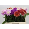 Dahlia Gemengd in fust