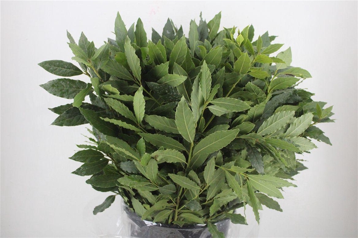 <h4>Laurier 300gr P Bunch</h4>