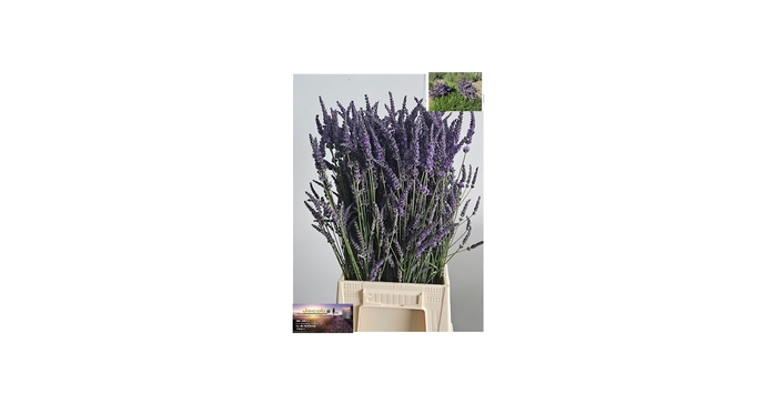 <h4>LAVANDULA ANGUST BOS</h4>