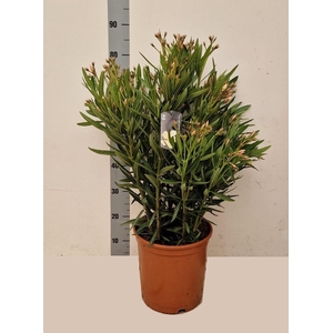 NERI OLEANDER