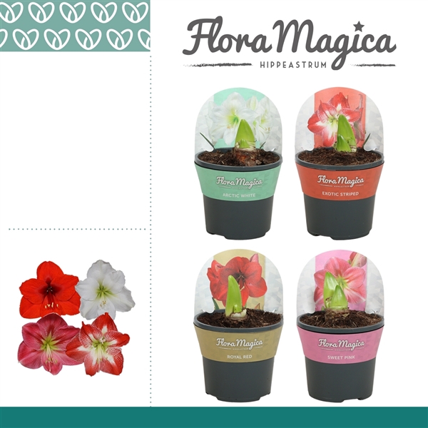 <h4>Amaryllis Mix 2 knop in Potkraag</h4>