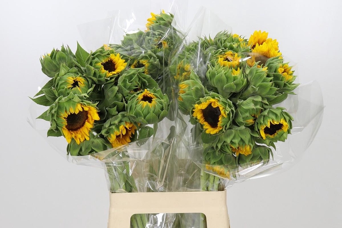 <h4>Helianthus Orange Fire</h4>