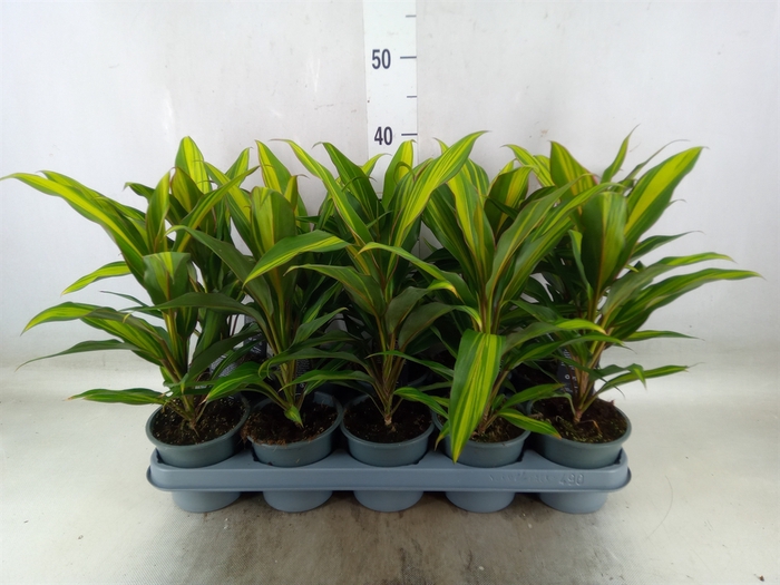 <h4>Cordyline fruti. 'Kiwi'</h4>