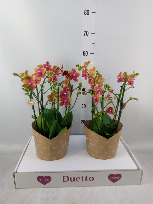 <h4>Phalaenopsis multi. 'Ant Bolgheri'</h4>