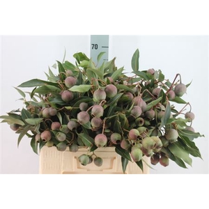 Euca Bell Fresh Gum