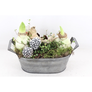 arr4 Amaryllis VL - Zink ovaal