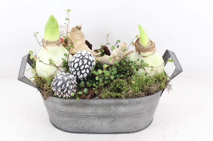 <h4>arr4 Amaryllis VL - Zink ovaal</h4>