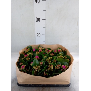 Kalanchoe blos.   ..