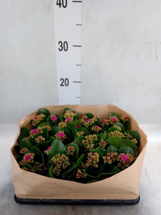 <h4>Kalanchoe blos.   ..</h4>