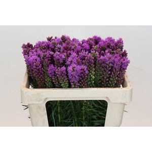 Liatris Spicata