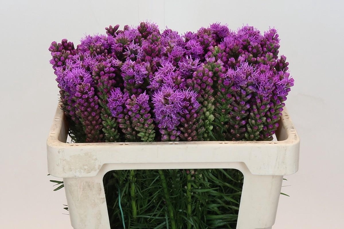 <h4>Liatris Spicata</h4>