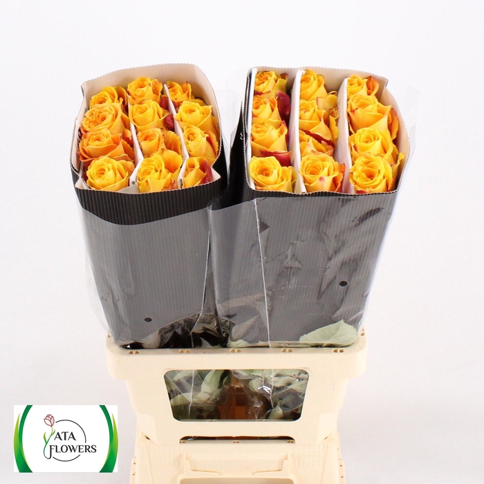 <h4>R GR SILANTOI@</h4>