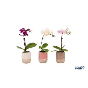 Becca Mix Tiny Dolls Mix 1T7+ Aqu@