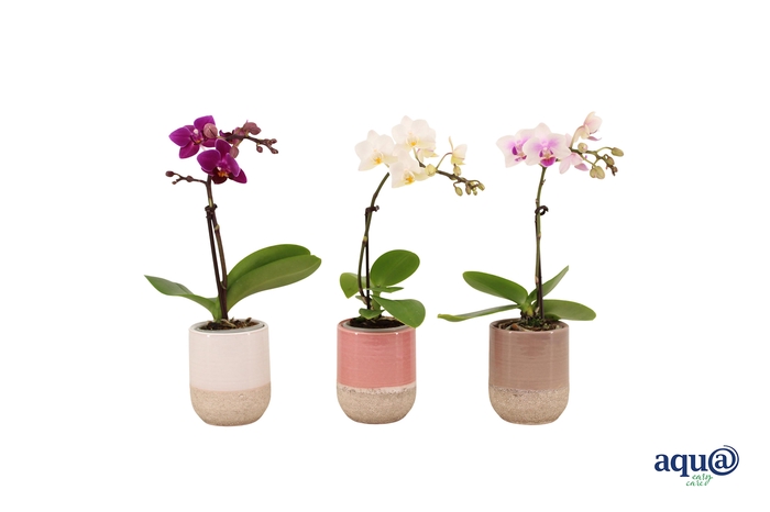 <h4>Becca Mix Tiny Dolls Mix 1T7+ Aqu@</h4>