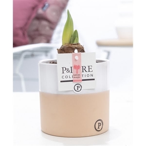 Hippeastrum pink in P&PURE Rosy ceramics