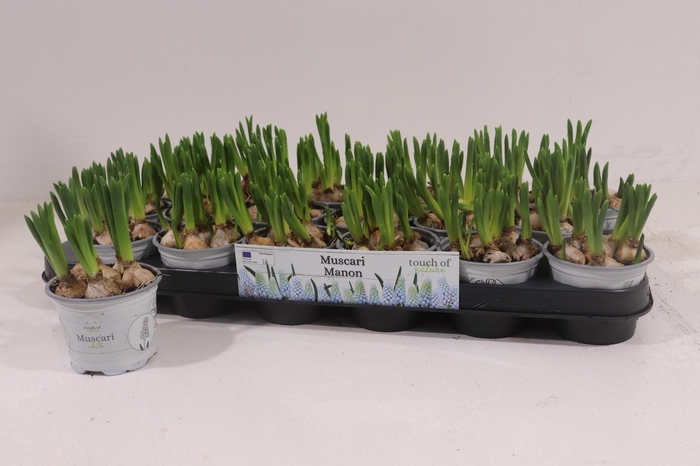 <h4>MUSCAR MANON</h4>