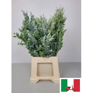 ACACIA DENNIS SILVER MOON