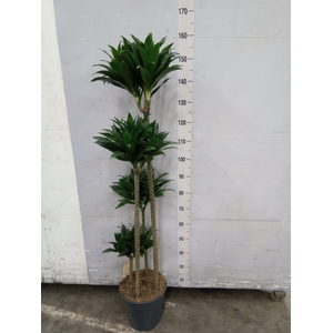 Dracaena frag. 'Compacta'