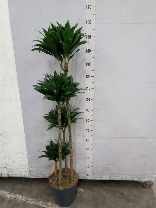 <h4>Dracaena frag. 'Compacta'</h4>