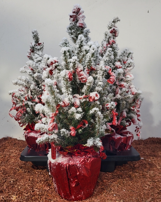 <h4>PICEA GL CONICA</h4>